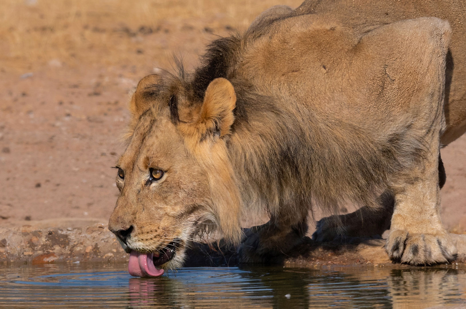 Wildlife